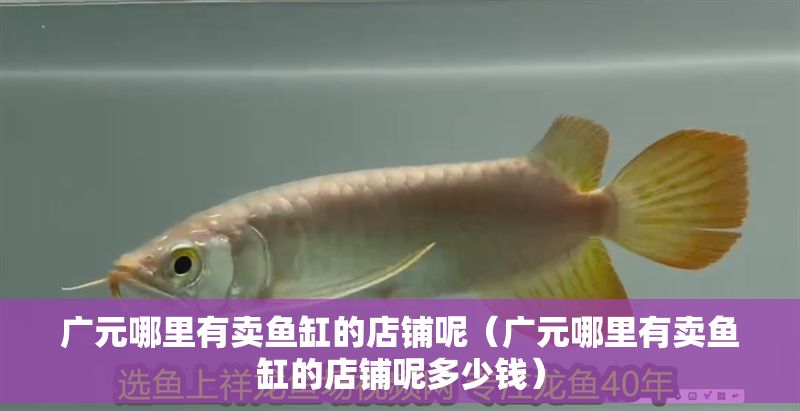 廣元哪里有賣魚(yú)缸的店鋪呢（廣元哪里有賣魚(yú)缸的店鋪呢多少錢(qián)）