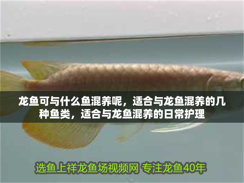 龍魚可與什么魚混養(yǎng)呢，適合與龍魚混養(yǎng)的幾種魚類，適合與龍魚混養(yǎng)的日常護(hù)理