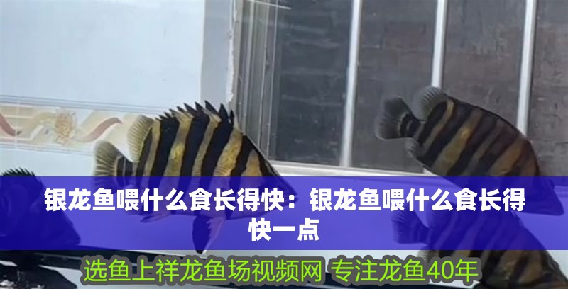 銀龍魚喂什么食長得快：銀龍魚喂什么食長得快一點