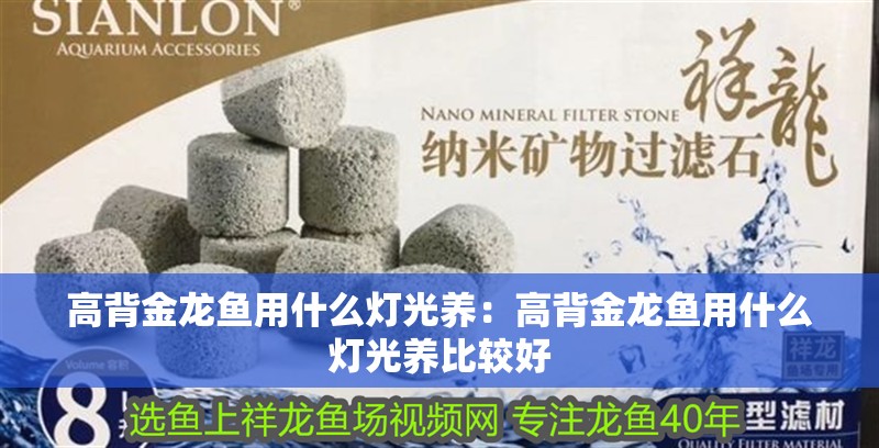 高背金龍魚用什么燈光養：高背金龍魚用什么燈光養比較好