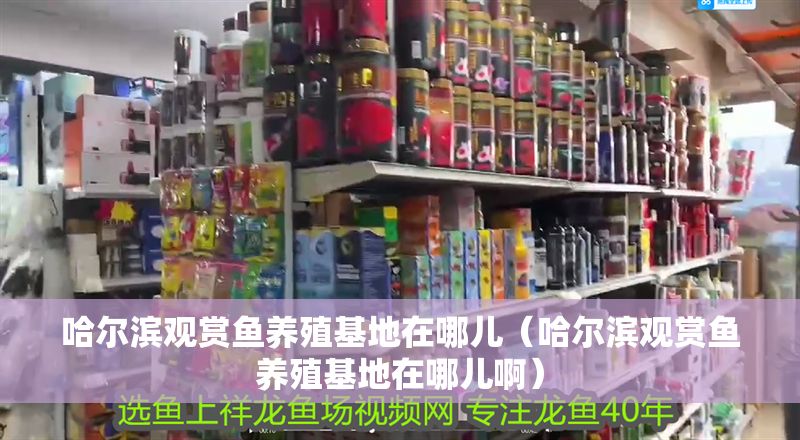 哈爾濱觀賞魚養(yǎng)殖基地在哪兒（哈爾濱觀賞魚養(yǎng)殖基地在哪兒啊）