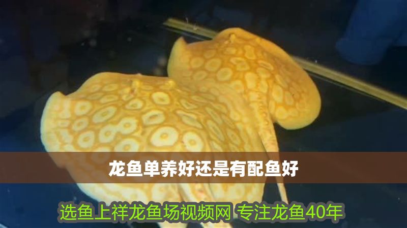 龍魚單養好還是有配魚好 龍魚單養好還是有配魚好 龍魚百科 第2張