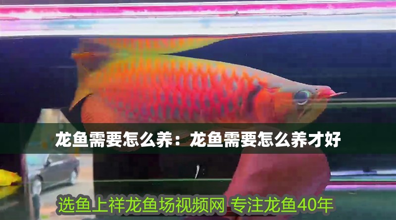 龍魚需要怎么養：龍魚需要怎么養才好