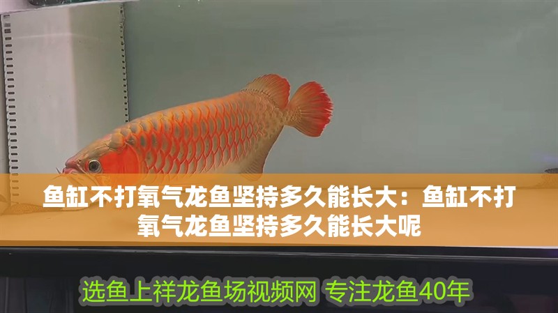 魚缸不打氧氣龍魚堅持多久能長大：魚缸不打氧氣龍魚堅持多久能長大呢 魚缸不打氧氣龍魚堅持多久能長大：魚缸不打氧氣龍魚堅持多久能長大呢 水族問答