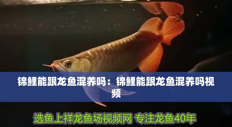 錦鯉能跟龍魚混養嗎：錦鯉能跟龍魚混養嗎視頻
