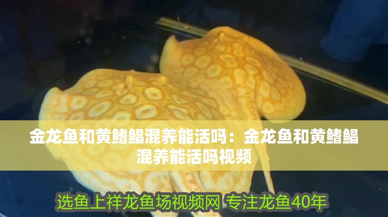 金龍魚和黃鰭鯧混養能活嗎：金龍魚和黃鰭鯧混養能活嗎視頻