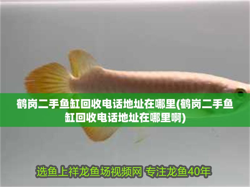 鶴崗二手魚缸回收電話地址在哪里(鶴崗二手魚缸回收電話地址在哪里啊)