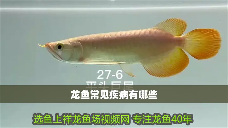 龍魚常見疾病有哪些