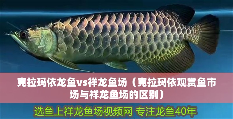 克拉瑪依龍魚vs祥龍魚場（克拉瑪依觀賞魚市場與祥龍魚場的區別）