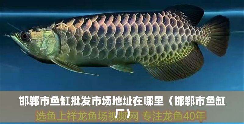 邯鄲市魚缸批發市場地址在哪里(邯鄲市魚缸廠) 龍魚百科 第1張 邯鄲市魚缸批發市場地址在哪里(邯鄲市魚缸廠) 邯鄲市魚缸批發市場地址在哪里(邯鄲市魚缸廠) 龍魚百科 第1張