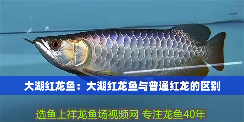 大湖紅龍魚：大湖紅龍魚與普通紅龍的區別