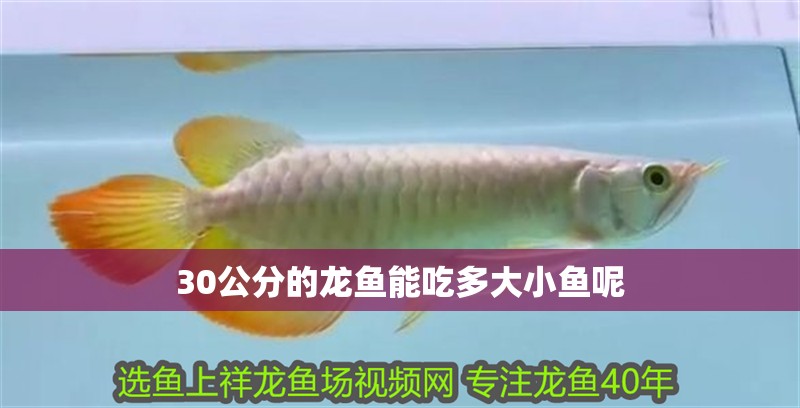 30公分的龍魚能吃多大小魚呢