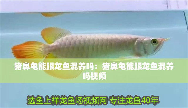 豬鼻龜能跟龍魚混養嗎：豬鼻龜能跟龍魚混養嗎視頻 豬鼻龜能跟龍魚混養嗎：豬鼻龜能跟龍魚混養嗎視頻 水族問答