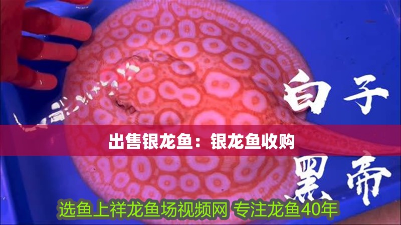 出售銀龍魚：銀龍魚收購