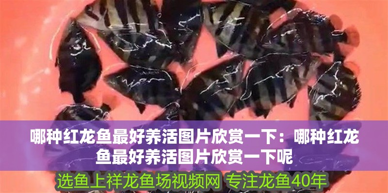 哪種紅龍魚最好養(yǎng)活圖片欣賞一下：哪種紅龍魚最好養(yǎng)活圖片欣賞一下呢