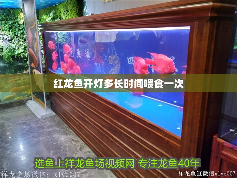 紅龍魚開燈多長時間喂食一次