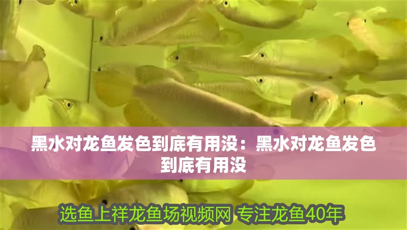 黑水對龍魚發(fā)色到底有用沒：黑水對龍魚發(fā)色到底有用沒