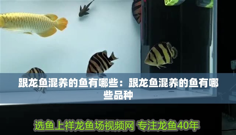 跟龍魚混養的魚有哪些：跟龍魚混養的魚有哪些品種