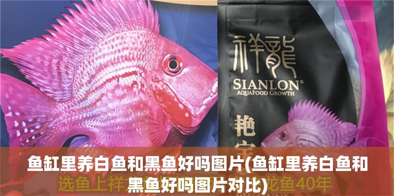 魚缸里養(yǎng)白魚和黑魚好嗎圖片(魚缸里養(yǎng)白魚和黑魚好嗎圖片對比) 魚缸里養(yǎng)白魚和黑魚好嗎圖片(魚缸里養(yǎng)白魚和黑魚好嗎圖片對比) 龍魚百科 第1張