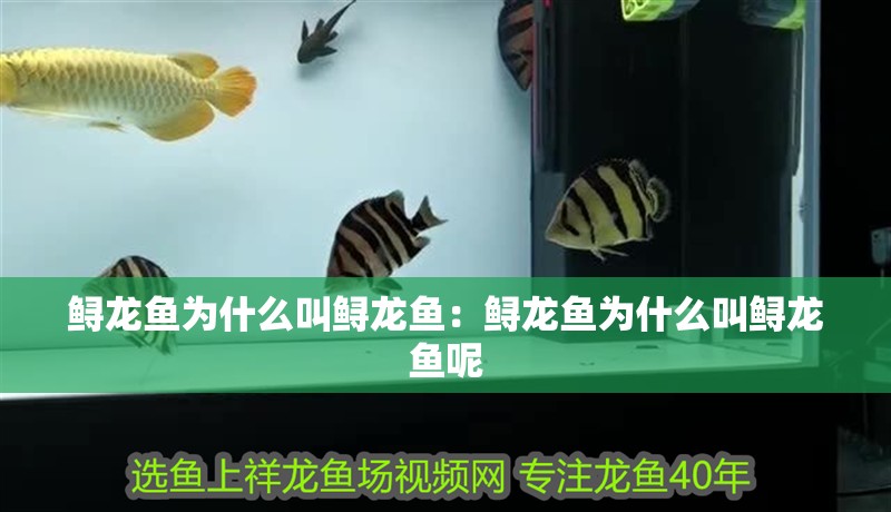 鱘龍魚為什么叫鱘龍魚:鱘龍魚為什么叫鱘龍魚呢