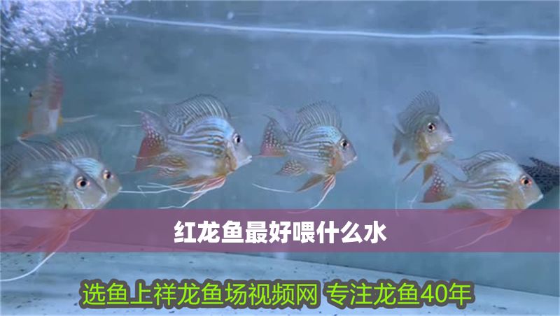 紅龍魚最好喂什么水