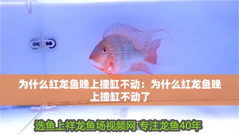 為什么紅龍魚晚上撞缸不動(dòng)：為什么紅龍魚晚上撞缸不動(dòng)了
