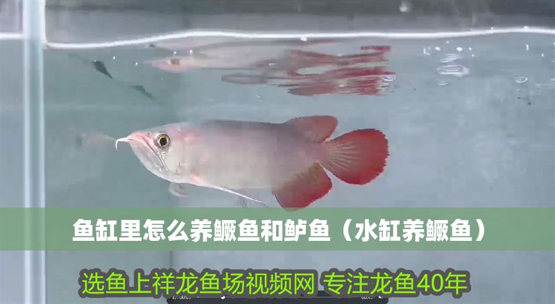 魚缸里怎么養鱖魚和鱸魚(水缸養鱖魚) 龍魚百科 第1張 魚缸里怎么養鱖魚和鱸魚(水缸養鱖魚) 魚缸里怎么養鱖魚和鱸魚(水缸養鱖魚) 龍魚百科 第1張