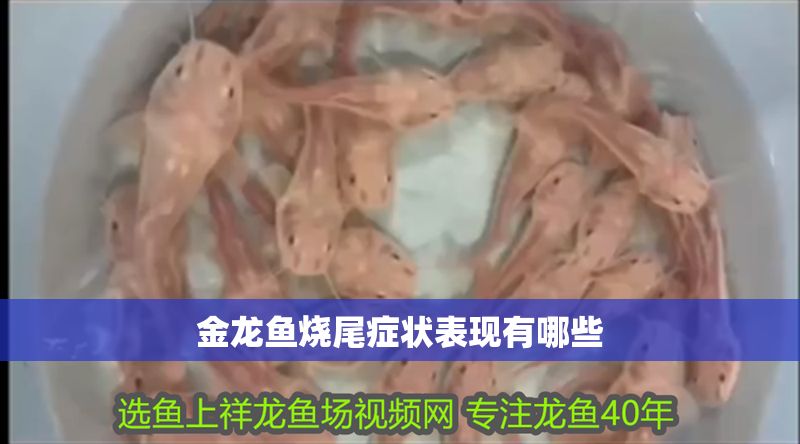 金龍魚燒尾癥狀表現(xiàn)有哪些