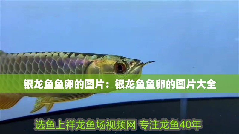 魚缸怎么堵洞視頻 （魚缸怎么堵洞視頻教程）