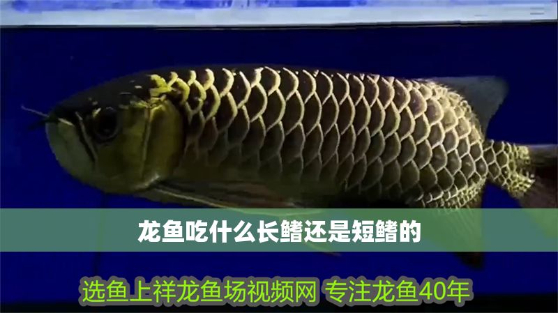 龍魚吃什么長鰭還是短鰭的