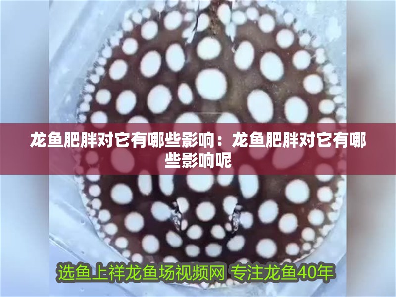 龍魚肥胖對它有哪些影響：龍魚肥胖對它有哪些影響呢