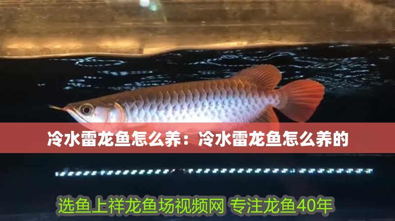 冷水雷龍魚怎么養：冷水雷龍魚怎么養的