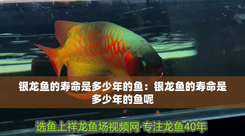 銀龍魚的壽命是多少年的魚：銀龍魚的壽命是多少年的魚呢