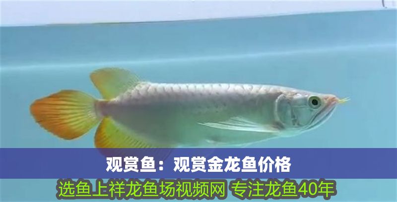 觀賞魚：觀賞金龍魚價格