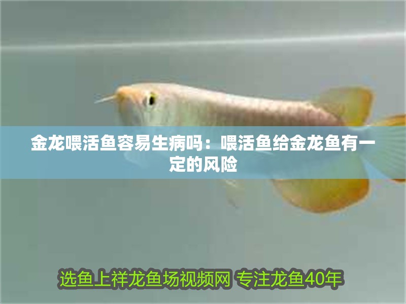 金龍喂活魚容易生病嗎：喂活魚給金龍魚有一定的風險