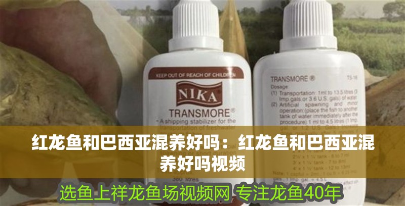 紅龍魚和巴西亞混養好嗎：紅龍魚和巴西亞混養好嗎視頻