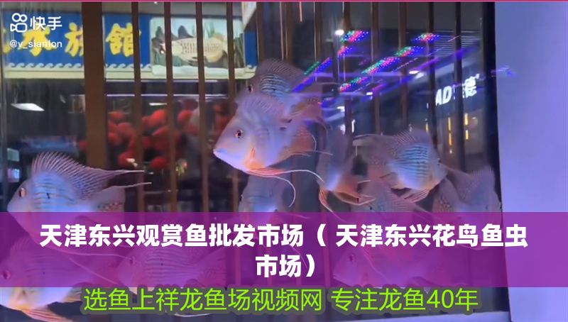 天津東興觀賞魚批發市場( 天津東興花鳥魚蟲市場) 龍魚百科 第1張 天津東興觀賞魚批發市場( 天津東興花鳥魚蟲市場) 天津東興觀賞魚批發市場( 天津東興花鳥魚蟲市場) 龍魚百科 第1張