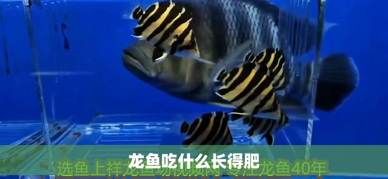 龍魚吃什么長得肥