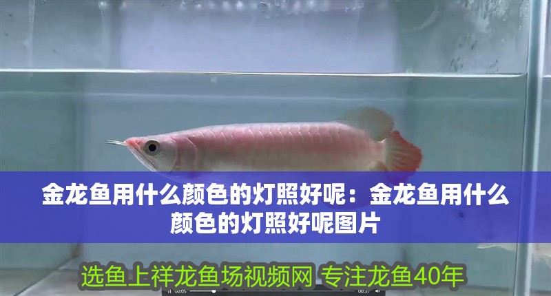 金龍魚用什么顏色的燈照好呢：金龍魚用什么顏色的燈照好呢圖片