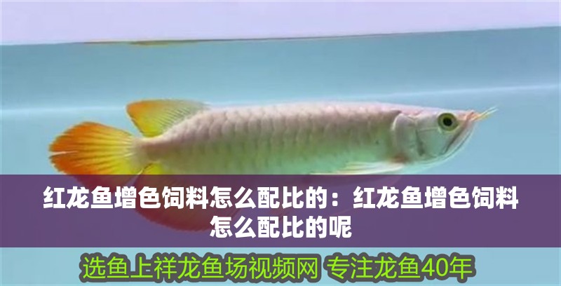 紅龍魚增色飼料怎么配比的：紅龍魚增色飼料怎么配比的呢