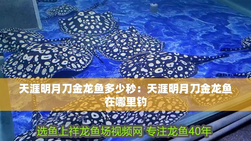 天涯明月刀金龍魚多少秒：天涯明月刀金龍魚在哪里釣