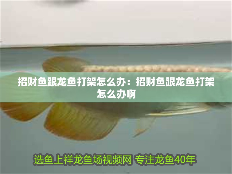 招財魚跟龍魚打架怎么辦：招財魚跟龍魚打架怎么辦啊