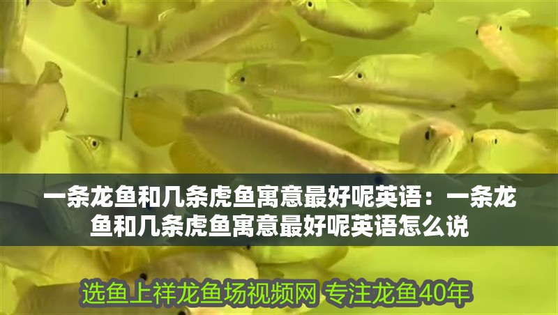 一條龍魚和幾條虎魚寓意最好呢英語：一條龍魚和幾條虎魚寓意最好呢英語怎么說