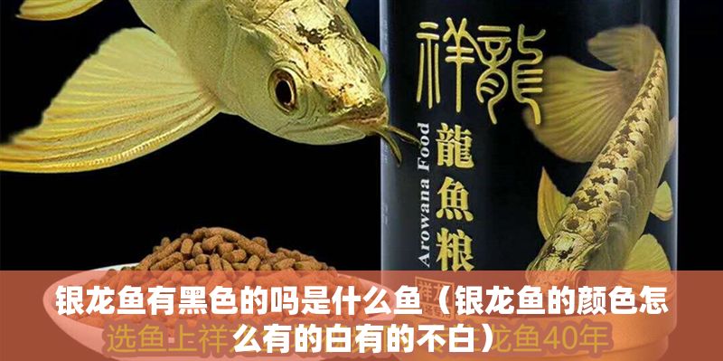 銀龍魚有黑色的嗎是什么魚（銀龍魚的顏色怎么有的白有的不白）