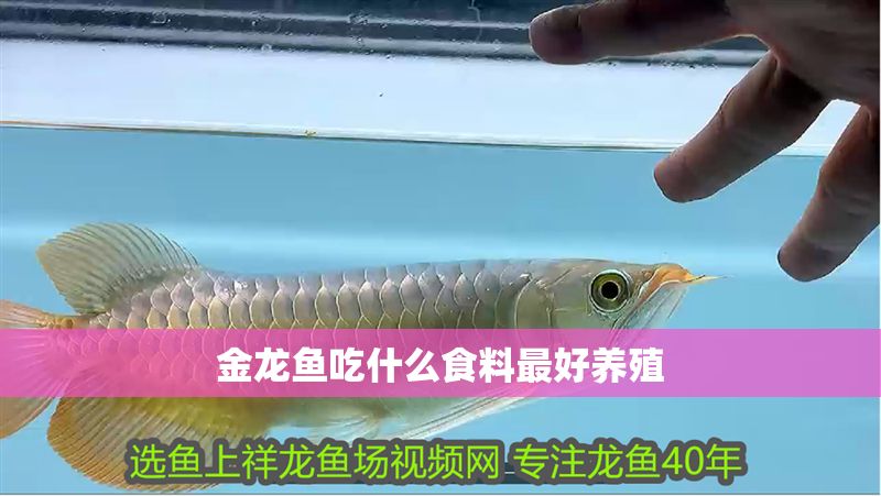 金龍魚吃什么食料最好養殖