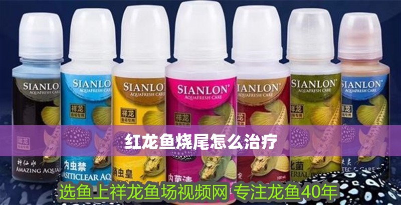 紅龍魚燒尾怎么治療