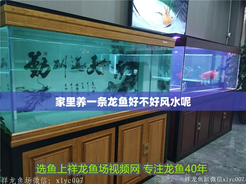 家里養一條龍魚好不好風水呢