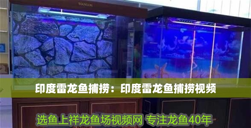 印度雷龍魚捕撈：印度雷龍魚捕撈視頻