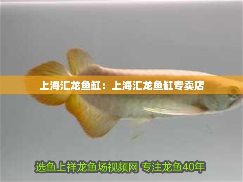 <strong><mark>上海</mark></strong>匯龍魚缸：<strong><mark>上海</mark></strong>匯龍魚缸專賣店