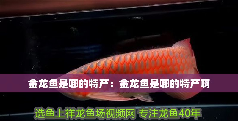 金龍魚是哪的特產(chǎn)：金龍魚是哪的特產(chǎn)啊